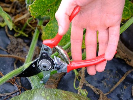 Floral By-Pass Pruning Shear 6” Online now